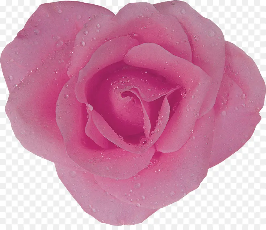 Rosa Rosa，Florecer PNG