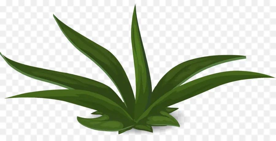 Planta，Verde PNG