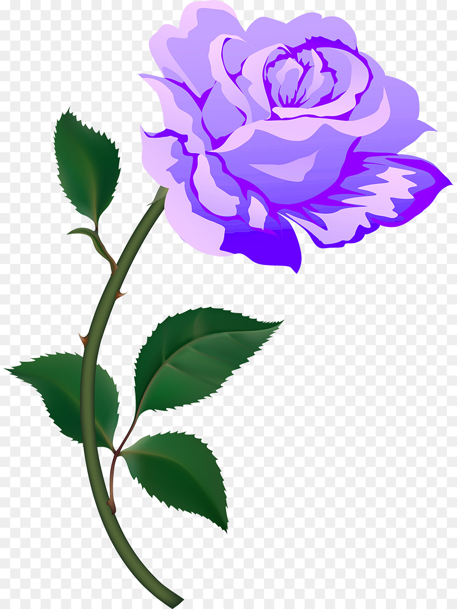 Rosa Morada，Florecer PNG