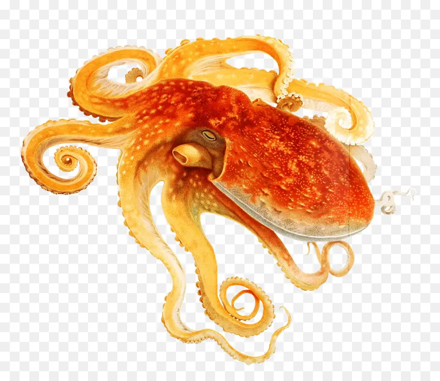 Pulpo Naranja，Tentáculos PNG