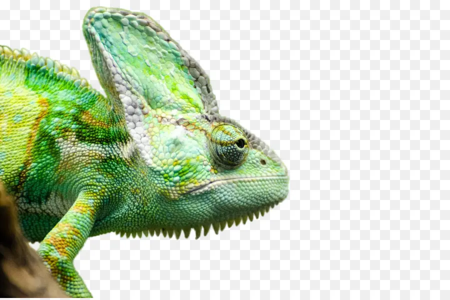 Los Camaleones，Lagarto PNG