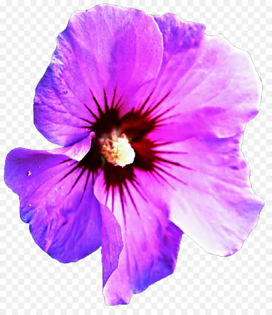 Púrpura De Hibisco，Mallows PNG