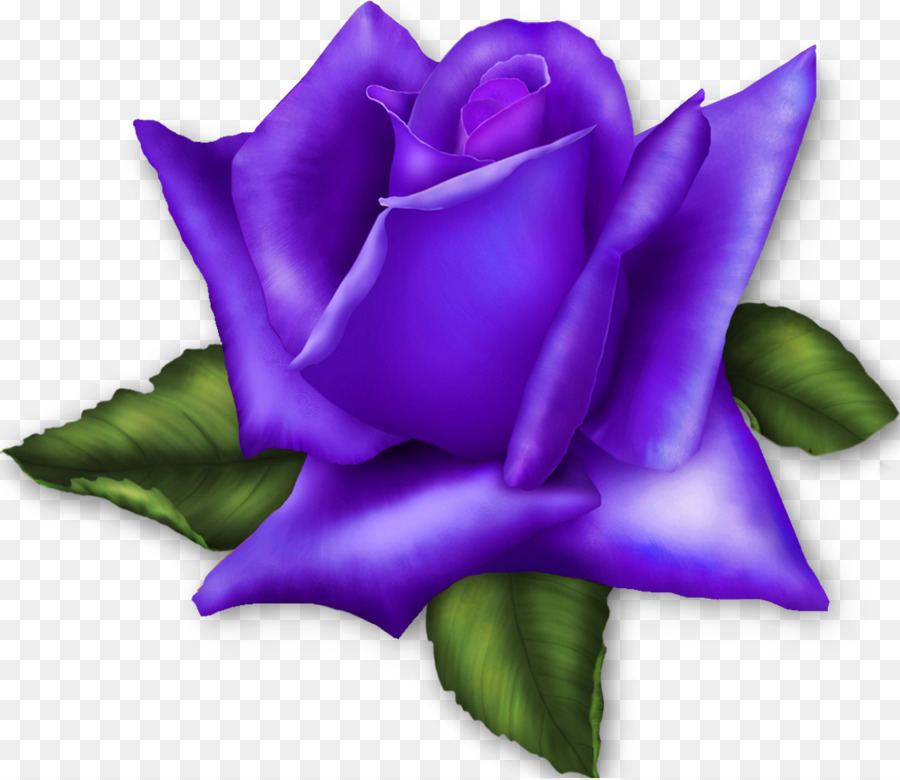 Rosa，Flor PNG