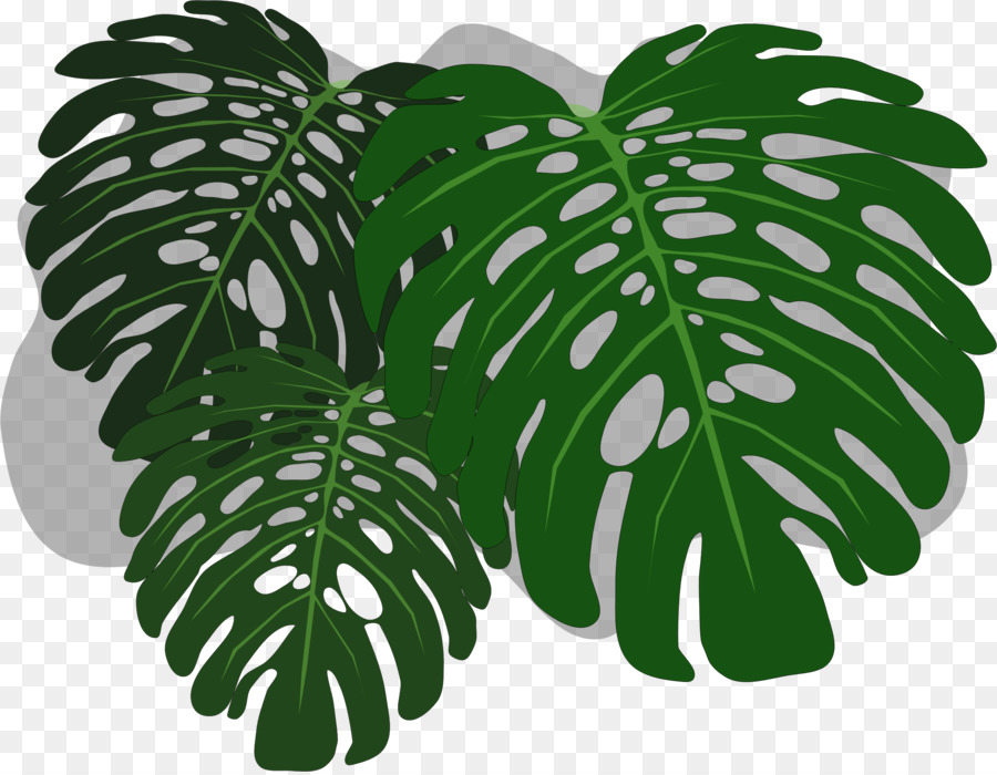 Hojas De Monstera，Monstruo PNG