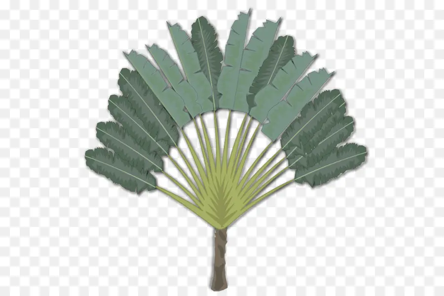 Madagascar，árbol PNG