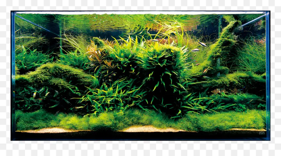 Acuario，Plantas PNG