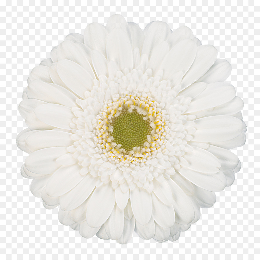 Transvaal Daisy，Blanco PNG