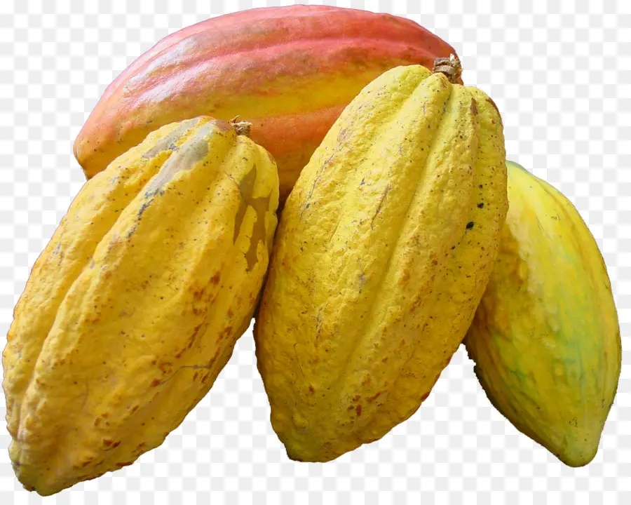 Mazorcas De Cacao，Cacao PNG