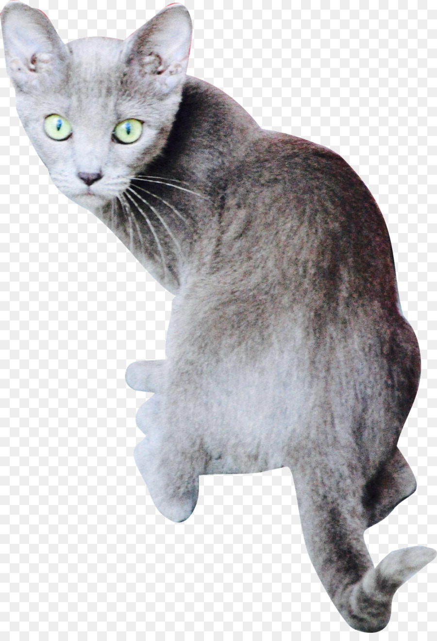 Azul Ruso，Gato Birmano PNG