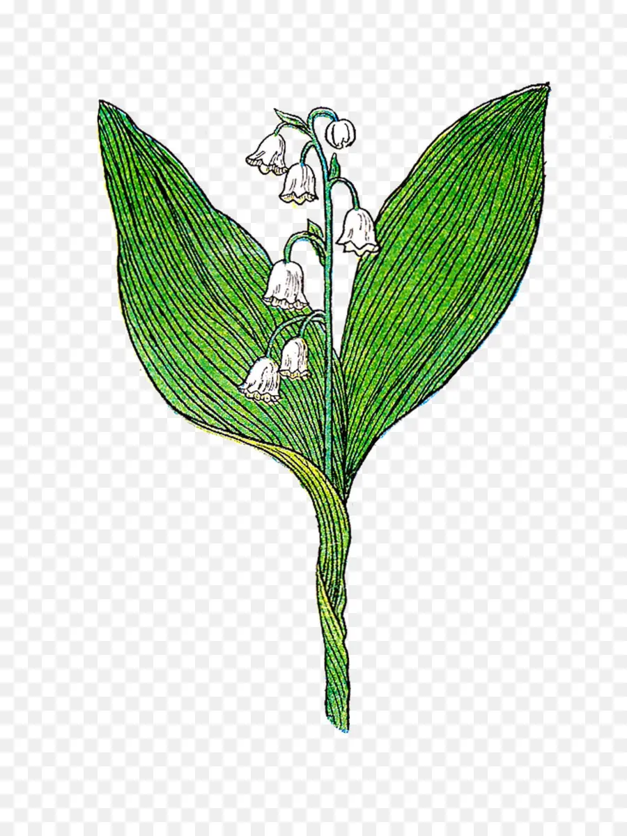 Dibujo De Lirio De Los Valles，Hojas Verdes PNG