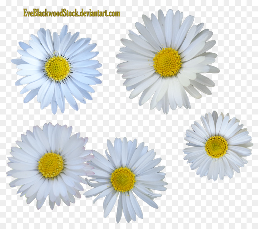 Flowerstock，Flor PNG