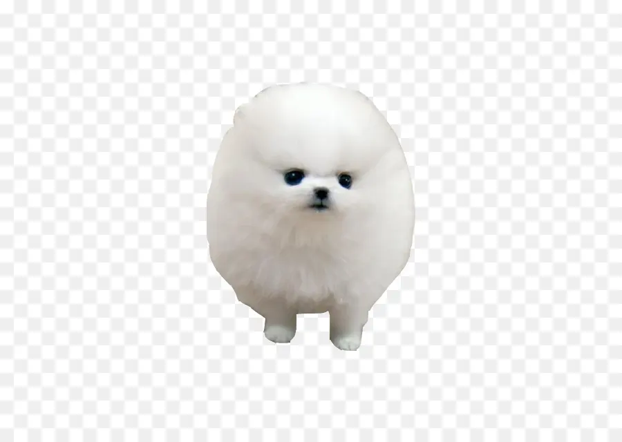 Pomerania，Spitz Alemán Klein PNG