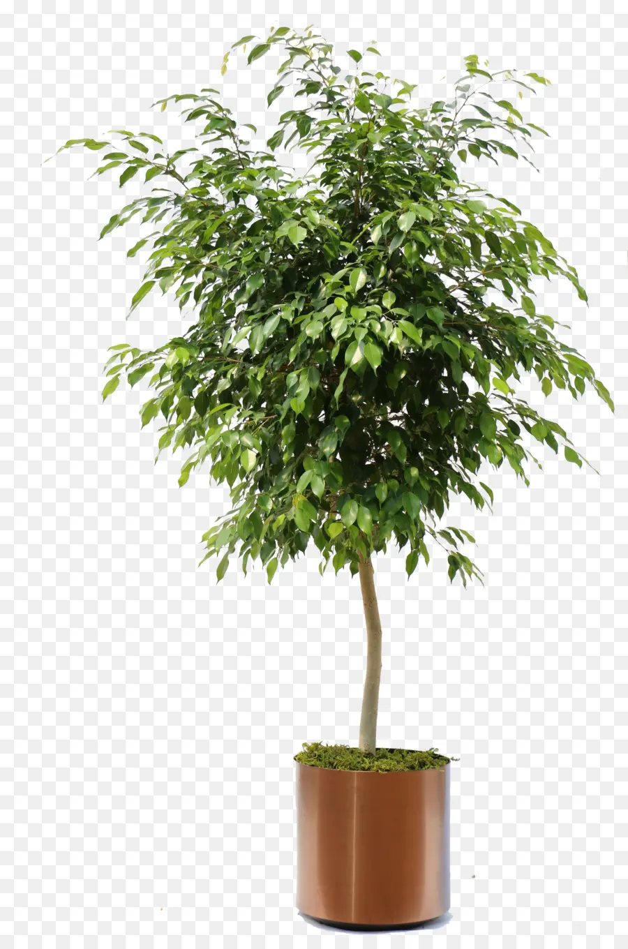 Ficus Benjamina，Ficus Retusa PNG