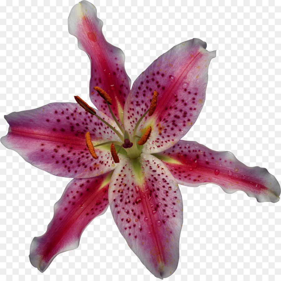 Flor Colorida，Florecer PNG