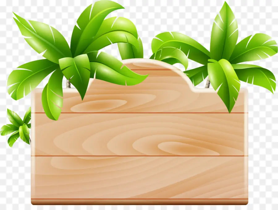 Coco，Arecaceae PNG