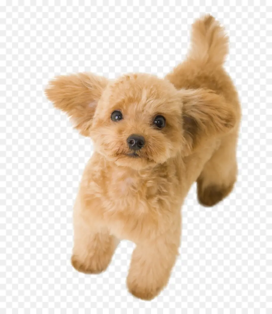 Caniche，Caniche Toy PNG