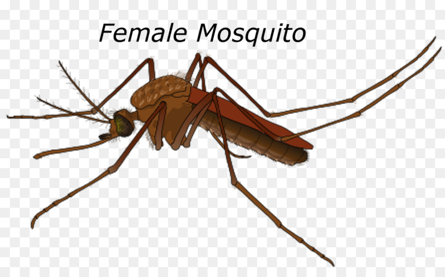 Mosquito De La Fiebre Amarilla，Macho PNG