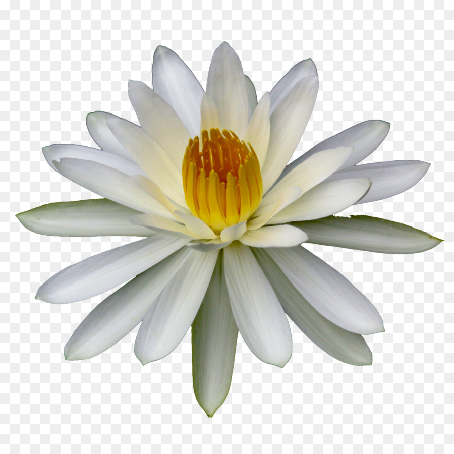 Flor，Lilium PNG