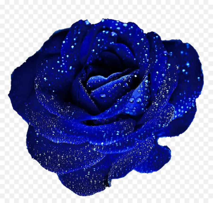 Rosa Azul，Rosa PNG