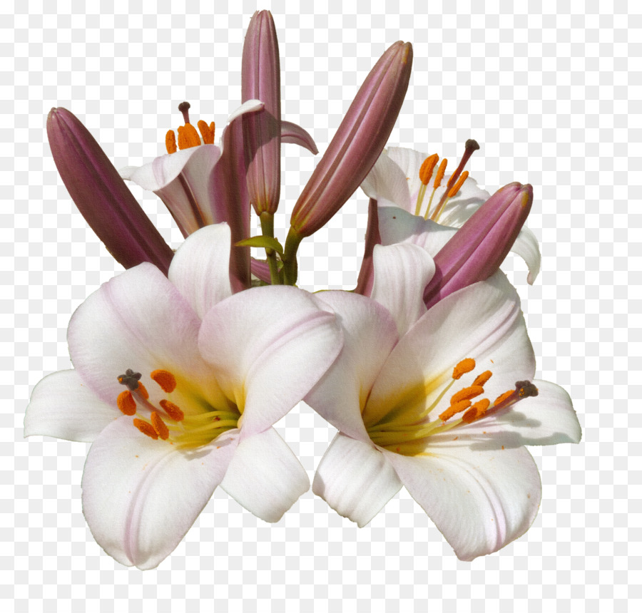 Flor，Blume PNG