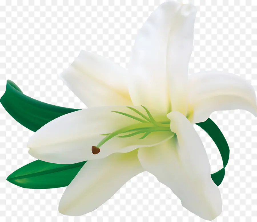 Lirio De Pascua，Lilium Candidum PNG