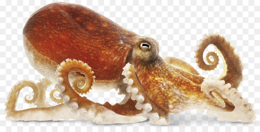 Pulpo，Los Cefalópodos PNG