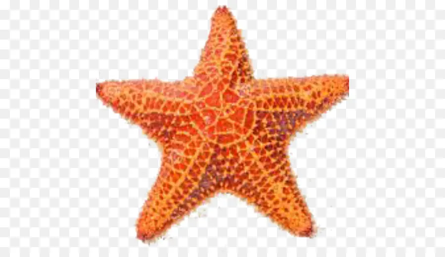 Estrella De Mar，Mar PNG