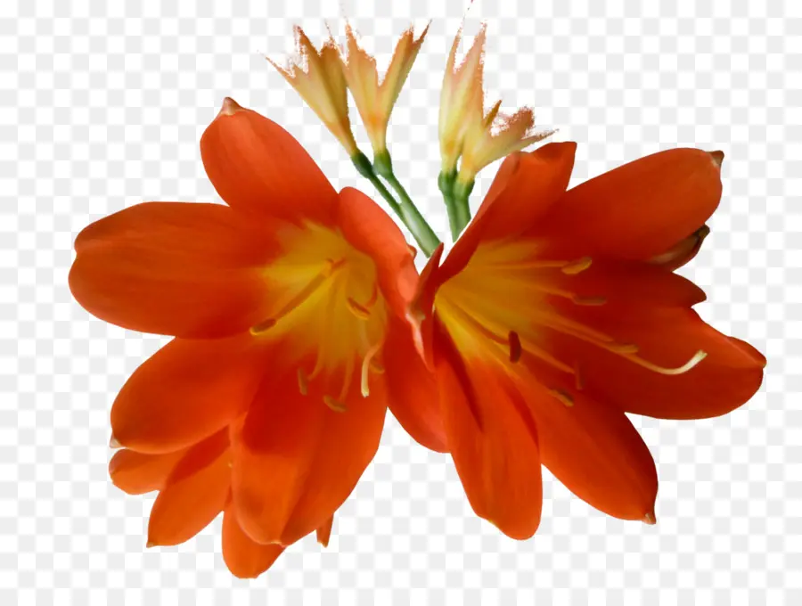 Flor，Clivia PNG