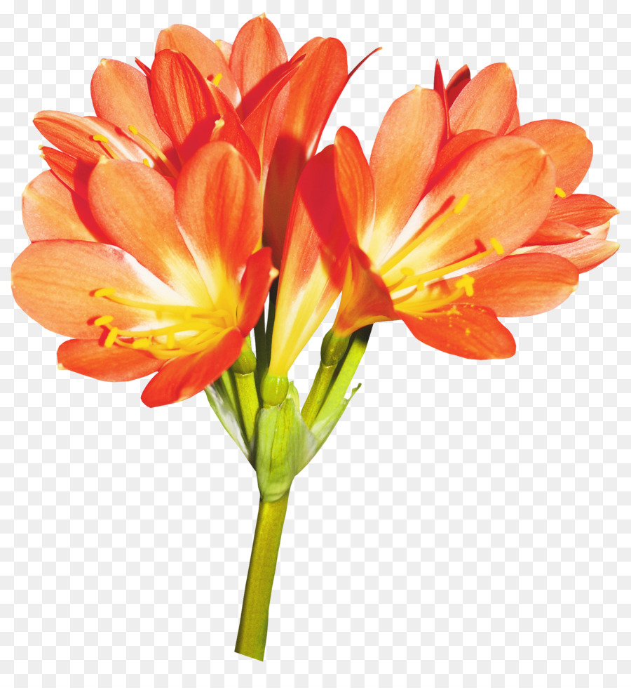 Flor，Lilium PNG