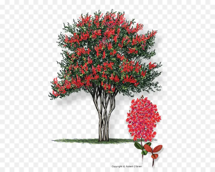 Árbol De Flores Rojas，Flores Rojas PNG