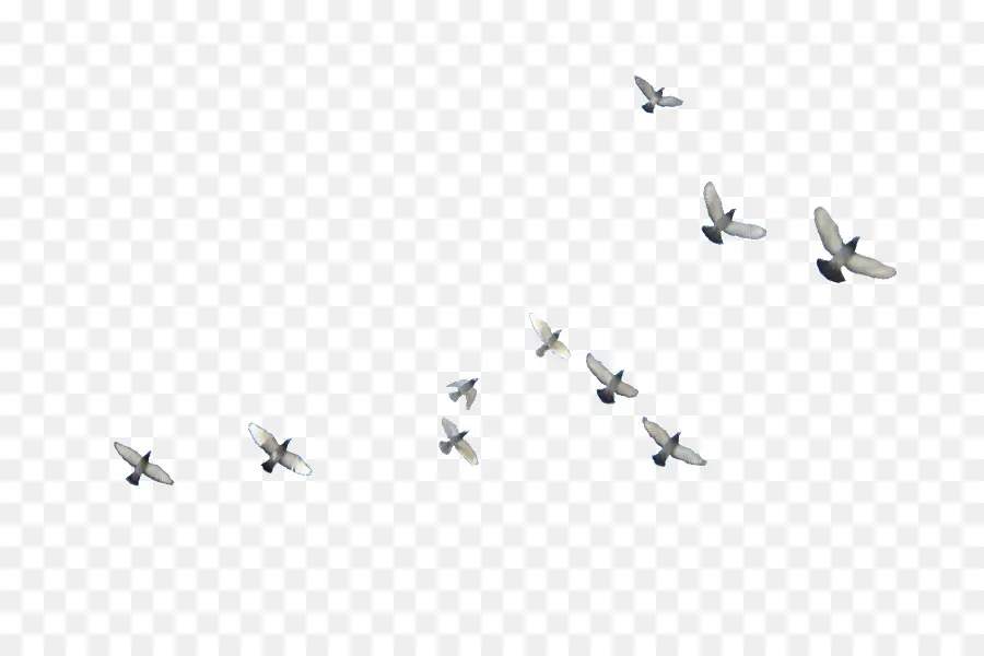 Pájaro，Vuelo PNG