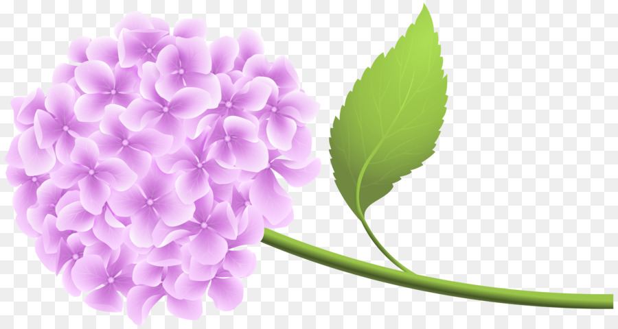 Flor Morada，Hortensia PNG