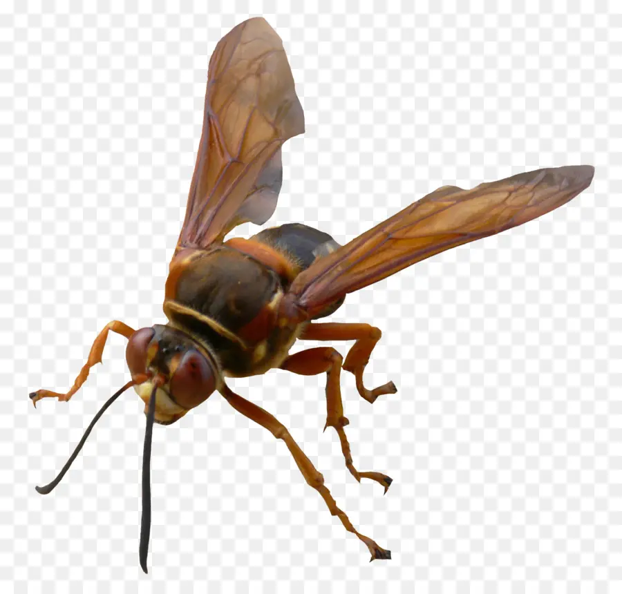 Hornet，Abeja PNG