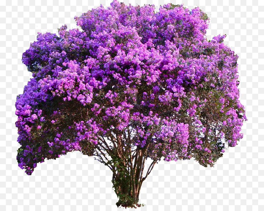 Crepemyrtle，árbol PNG