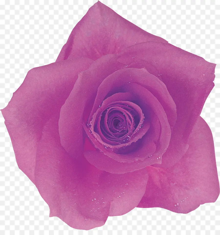 Rosas Moradas，Ramo PNG