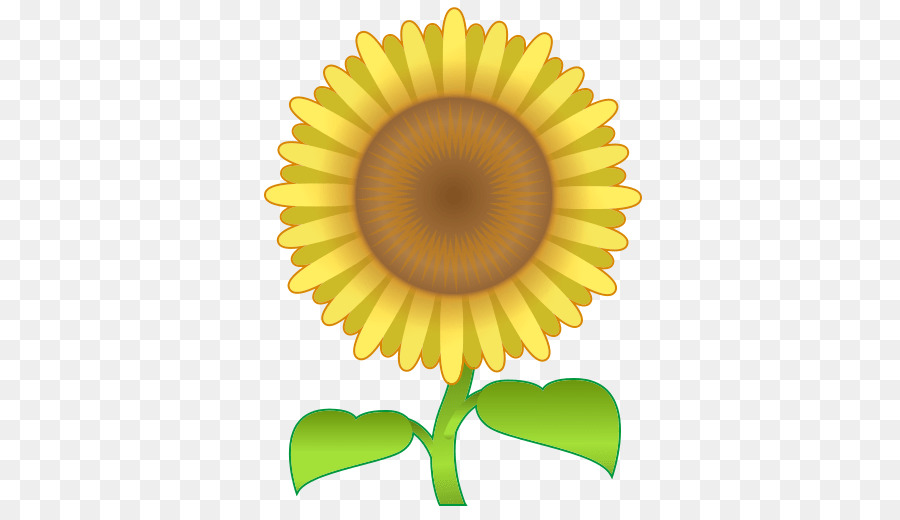 Girasol，Flor PNG