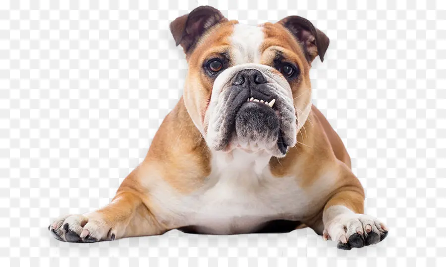 Bulldog，Toy Bulldog PNG