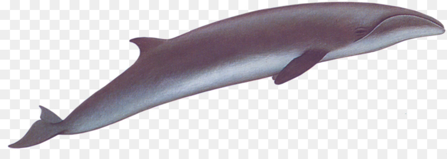 Ballena，Océano PNG