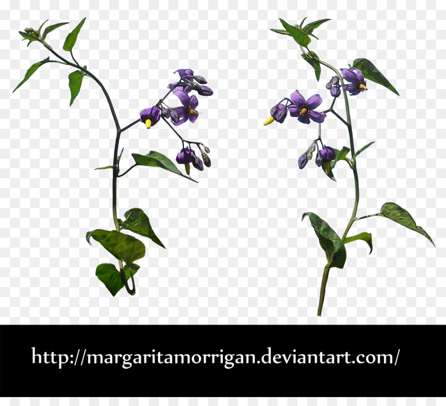 Flor，Planta PNG