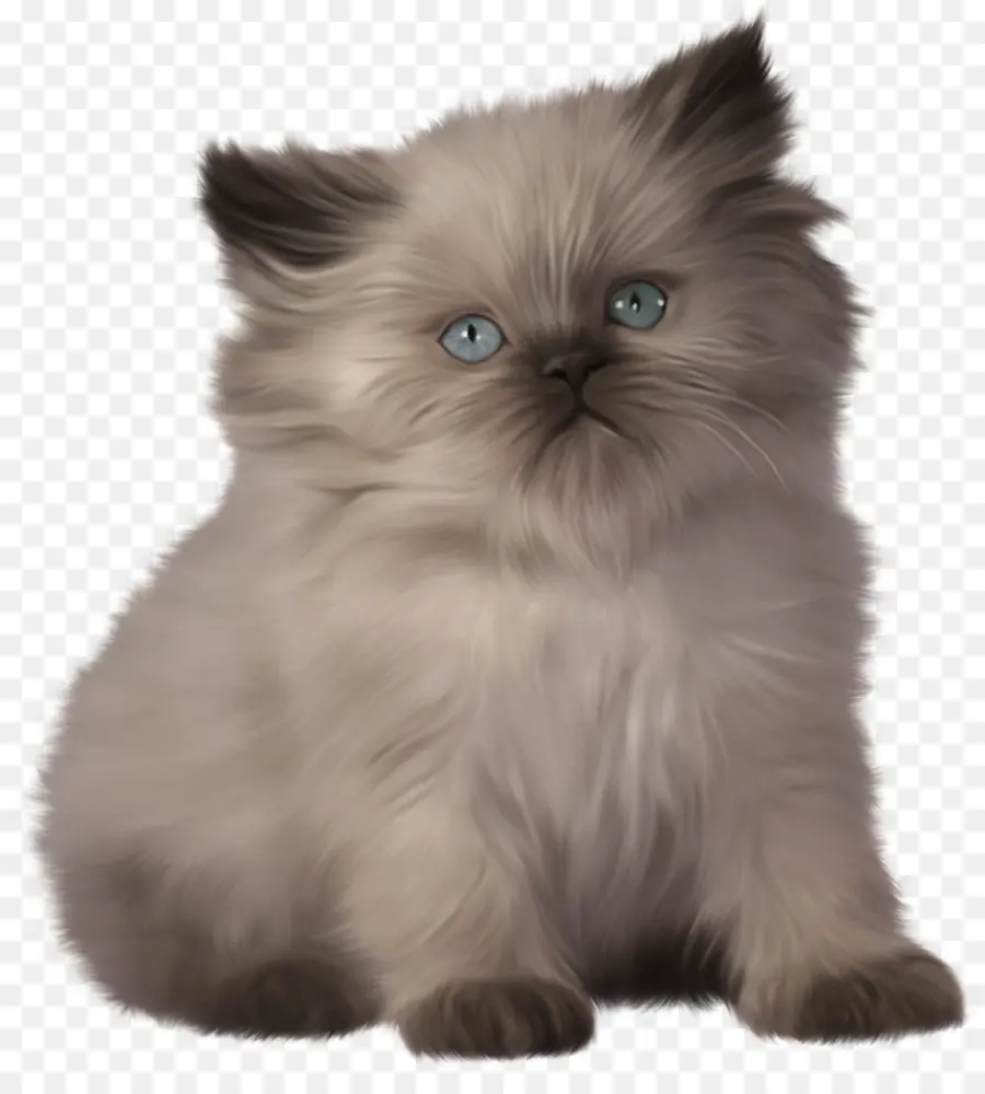 Gato Persa，Ragdoll PNG