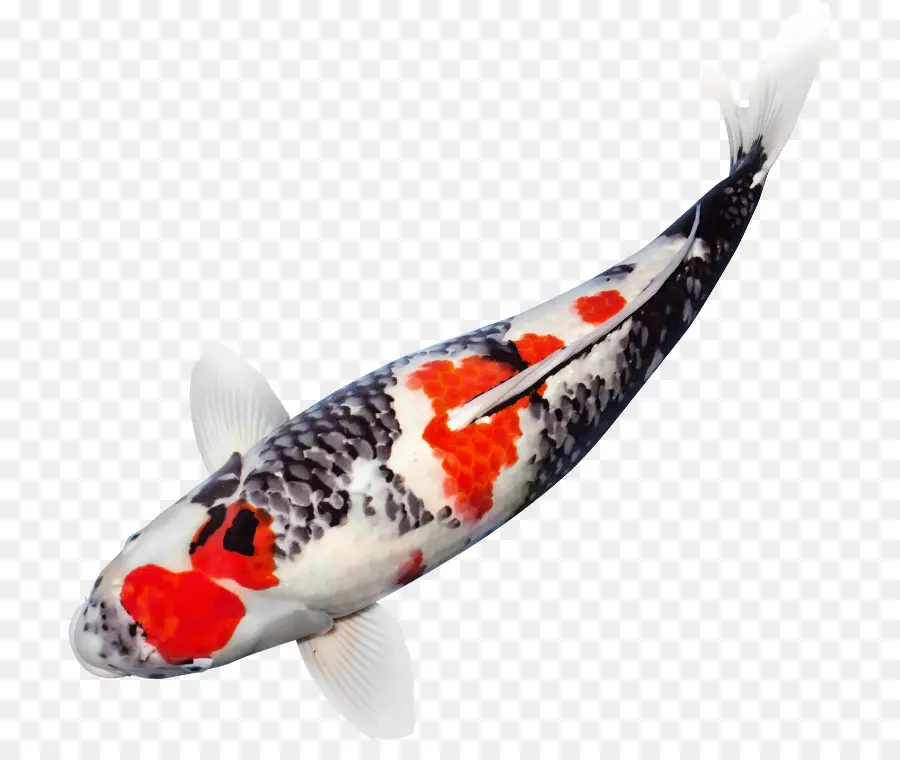 Pez，Koi PNG