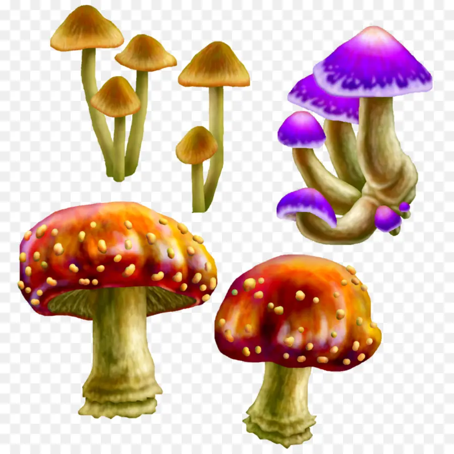 Hongos，Bosque PNG