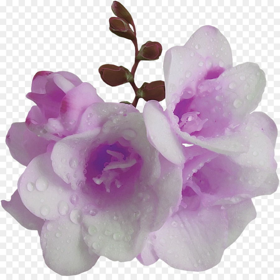 Flor，Violeta PNG