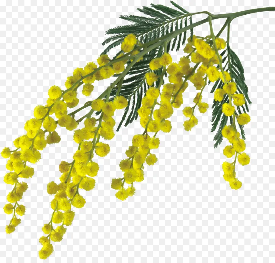 Ensalada Mimosa，Sensibles De La Planta PNG