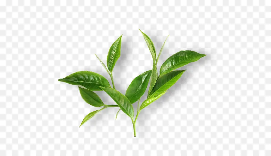 Té，Té Verde PNG