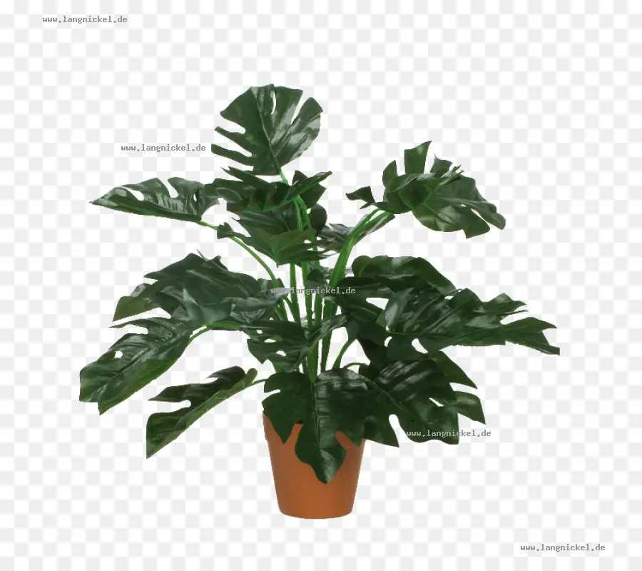 Planta De Interior，Planta PNG