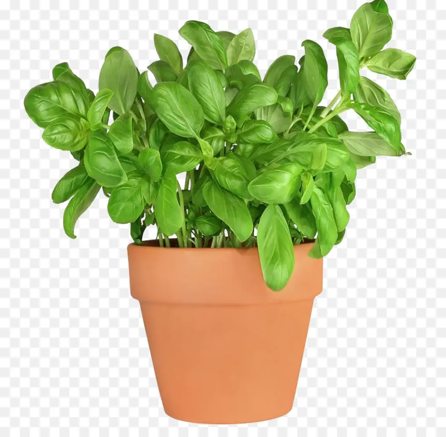 La Albahaca，Multas Herbes PNG