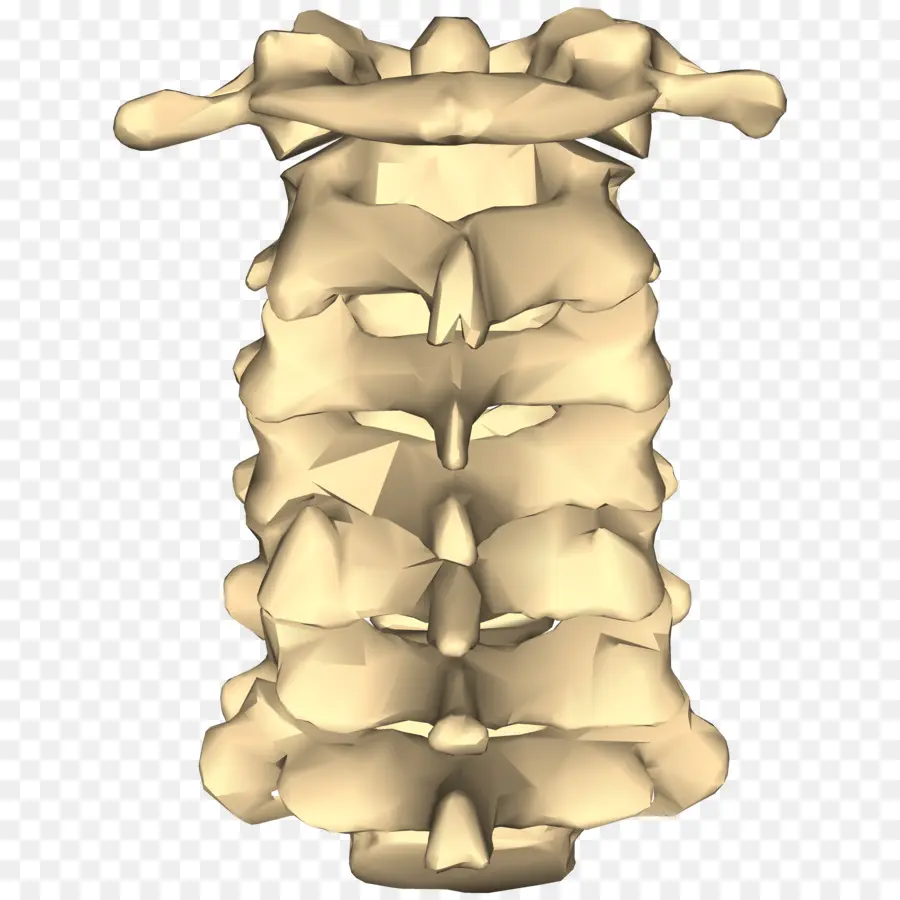 Vertebra Cervical，La Columna Vertebral PNG