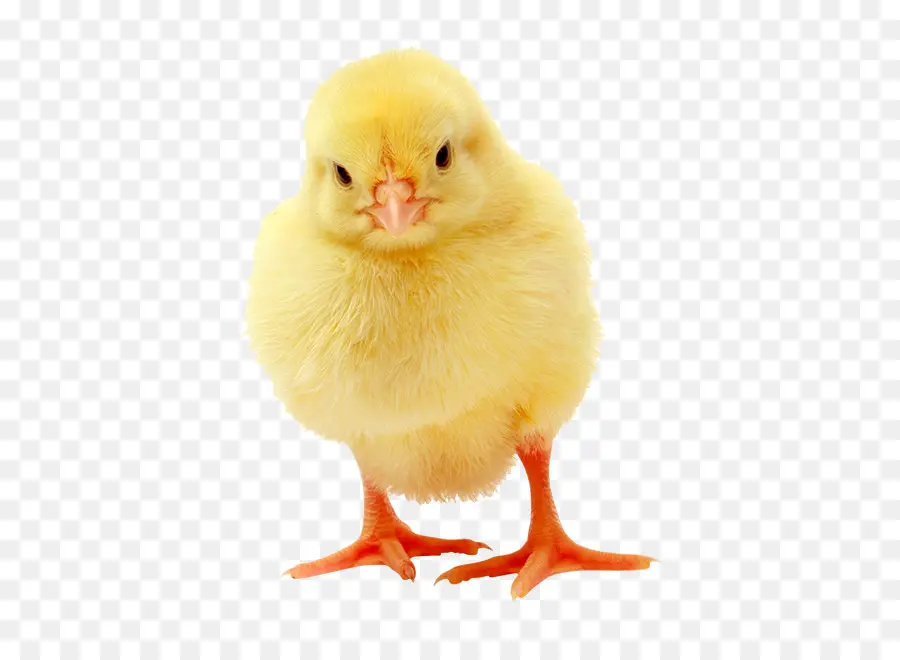 Pollo，Las Crías De Los Animales PNG