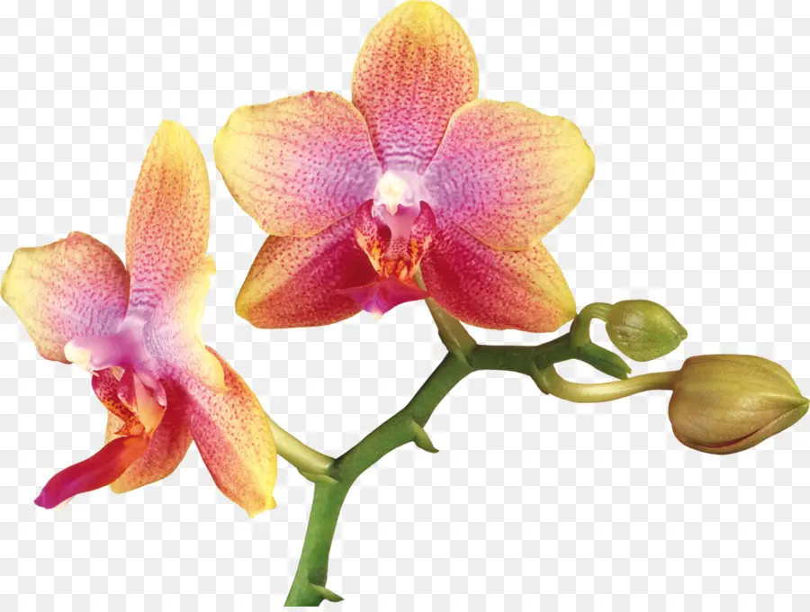 Las Orquídeas，Flor PNG